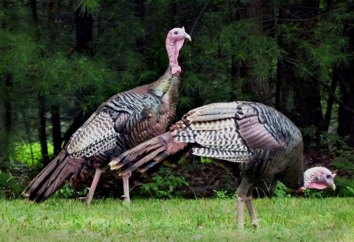 Индейка обыкновенная meleagris gallopavo