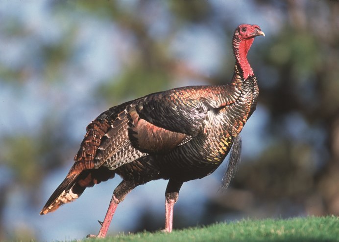 Индейка обыкновенная meleagris gallopavo