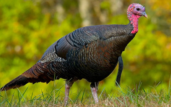 Meleagris gallopavo