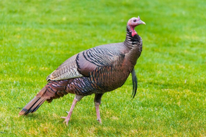 Turkey птица
