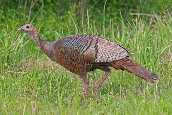 Индейка обыкновенная meleagris gallopavo