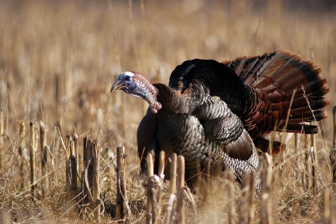 Wild Turkey птица