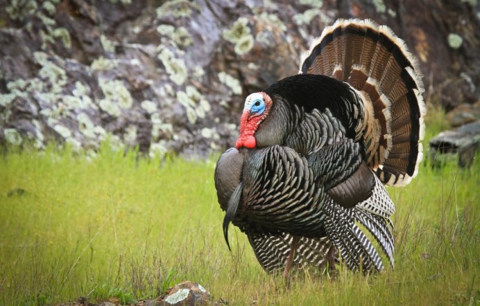 Turkey индюк