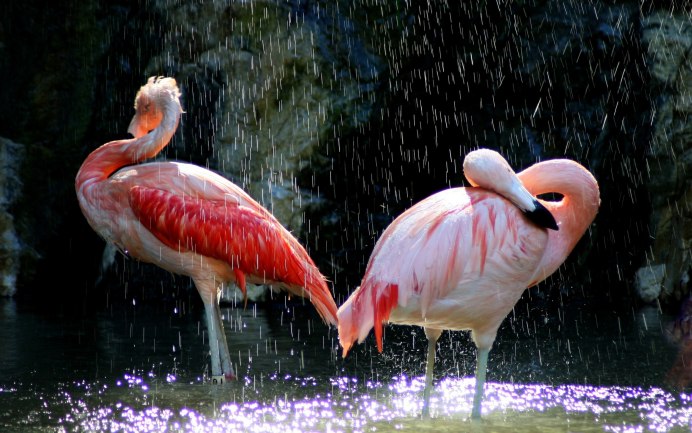 Куба Cayo Coco Flamingo