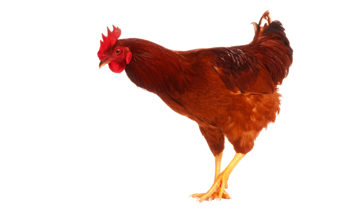 Курица Живая