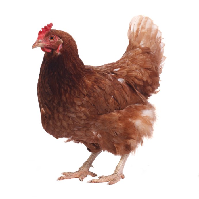 Hen на белом фоне