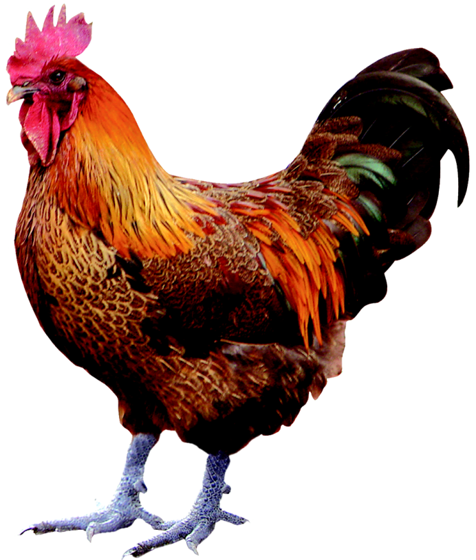 Несушка Амбер