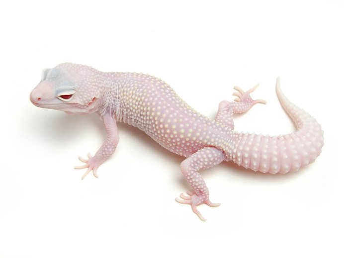 Геккон White and Yellow Albino