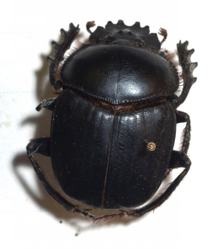 Скоробейник Жук