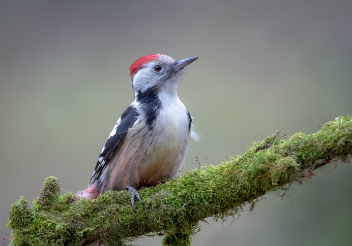 Pileated Woodpecker