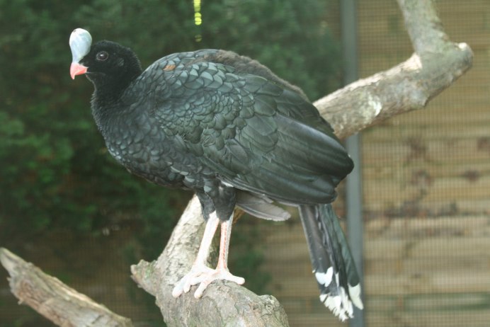 Краксы птицы