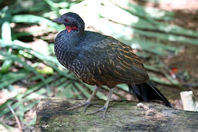 Psophia crepitans