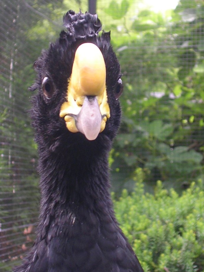 Black Guan Bird