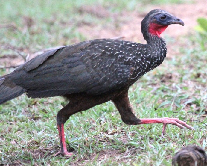 Red-necked Spurfowl