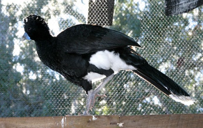 Oreophasis derbianus