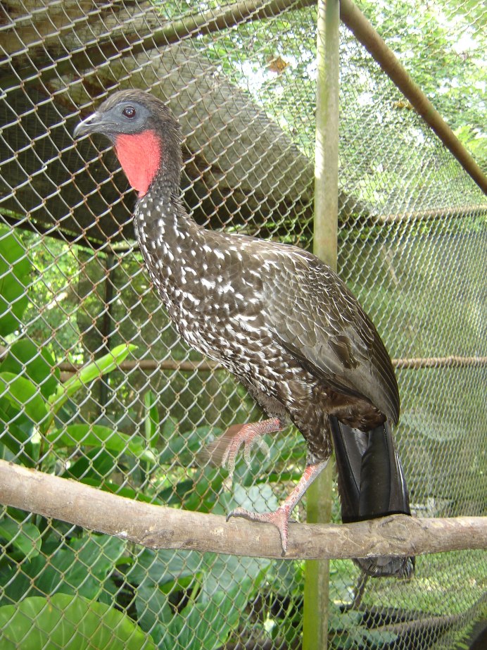 Краксы (гокко