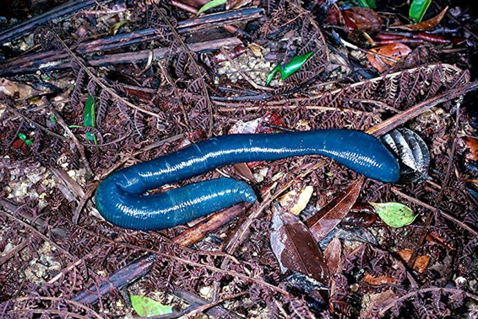 Щетинки дождевого червя