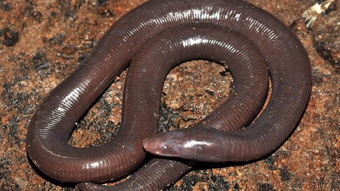 Австралийский гигантский Земляной червь