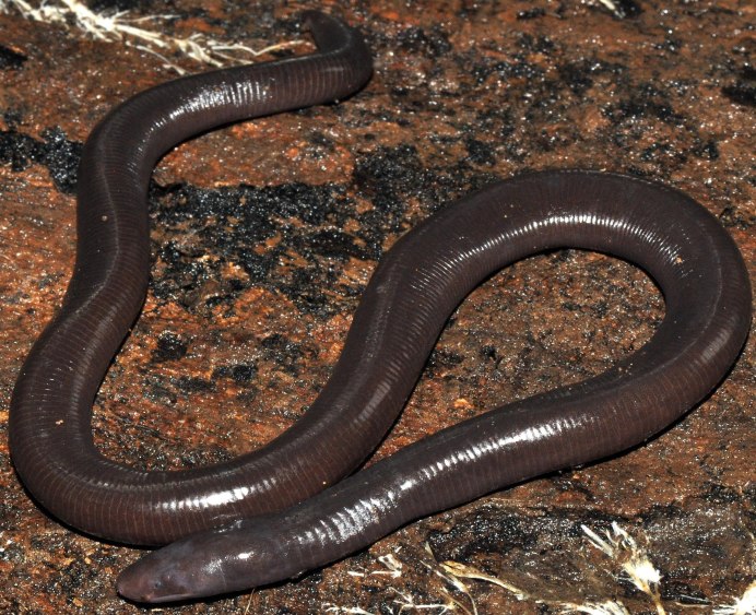 Lumbricus terrestris обыкновенный дождевой червь