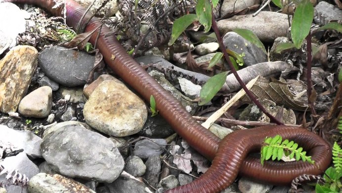 Кольчатые черви