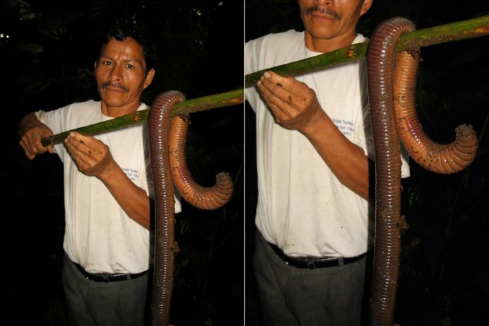 Perversion of insects Snakes, big worms Leeches