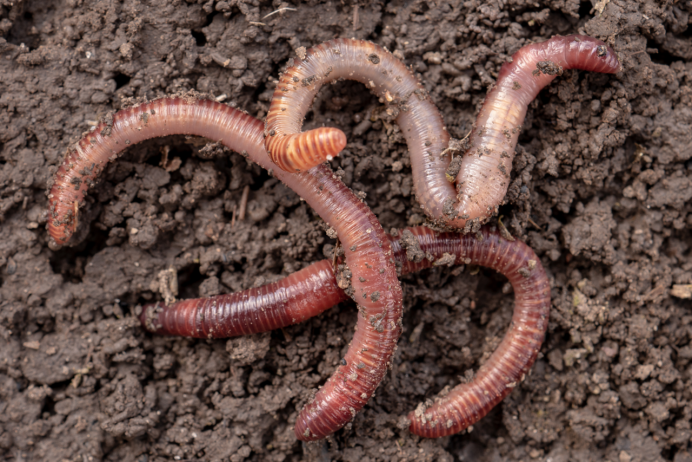 Гигантский червь пустыни