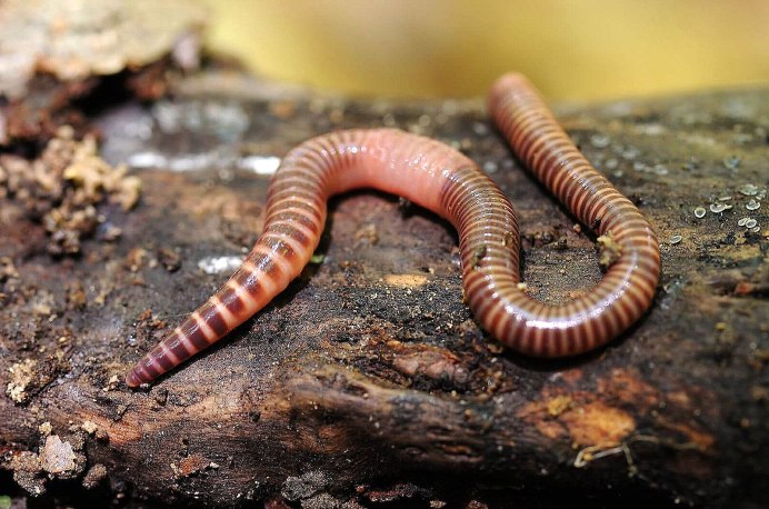 Коконы Дендробена Венета