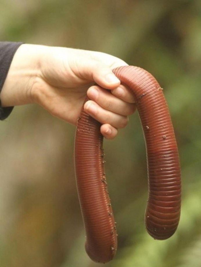 Гигантский дождевой червь Австралии