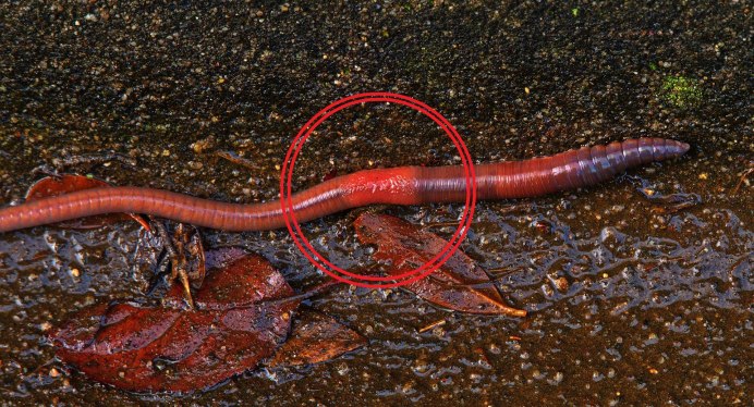 Австралийский гигантский дождевой червь