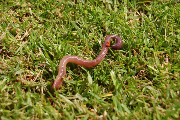 Черви огромные приснились