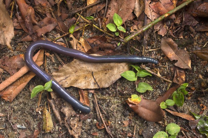 Выползок червь обыкновенный