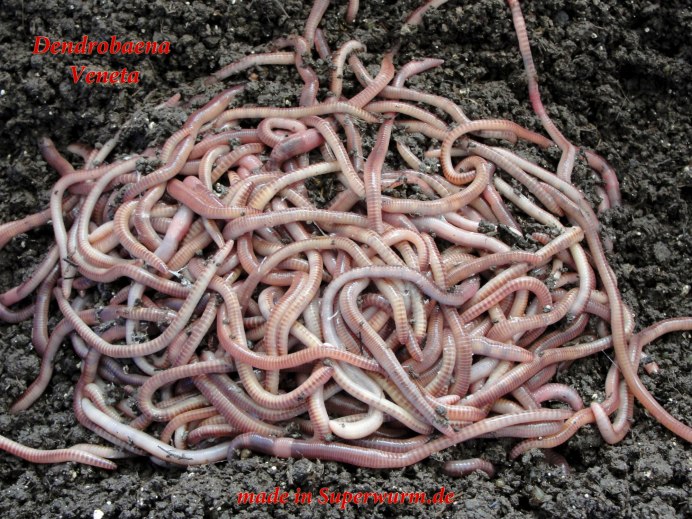 Гигантская красная пиявка Кинабалу