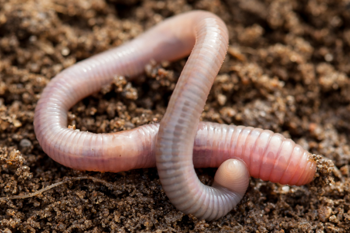 Хищный червь с острова Калимантан