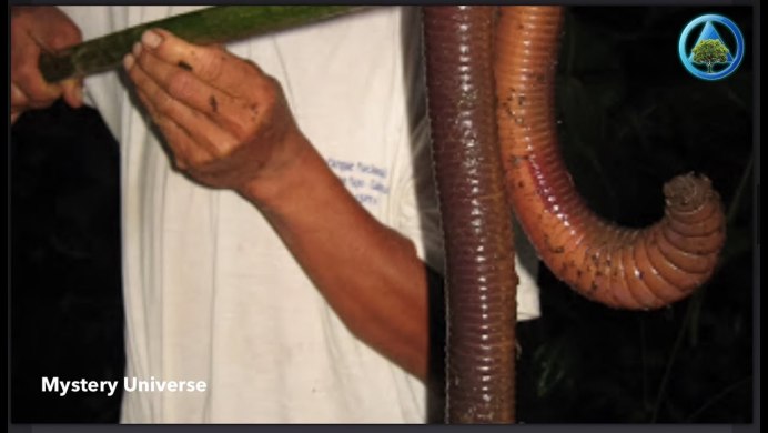 Австралийский гигантский Земляной червь