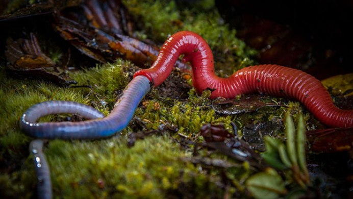 Кольчатые черви австралийские