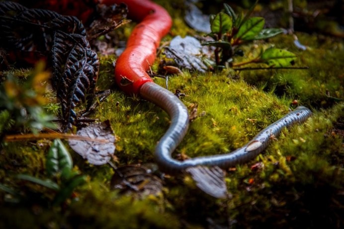 Дождевой червь выползок