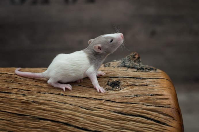 Roof rat