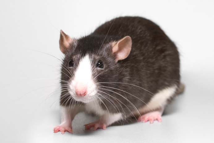 Savage Gear rat