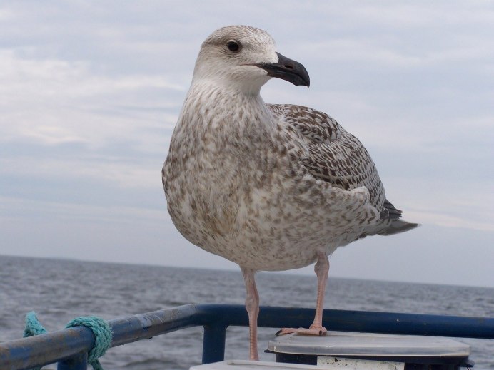 Морские птицы Крыма