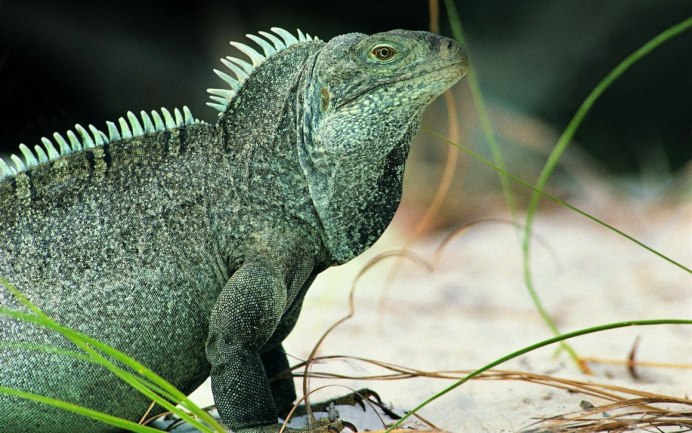 Igor the Iguana