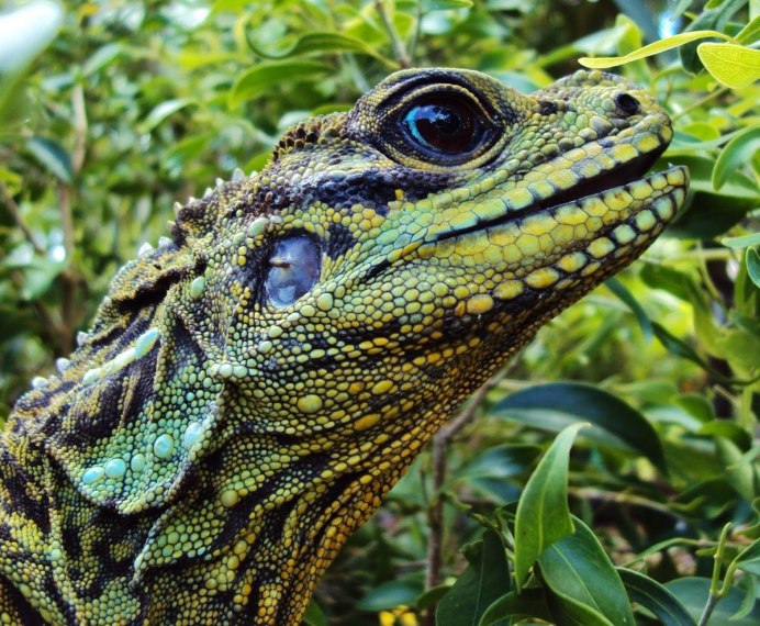 Hydrosaurus amboinensis