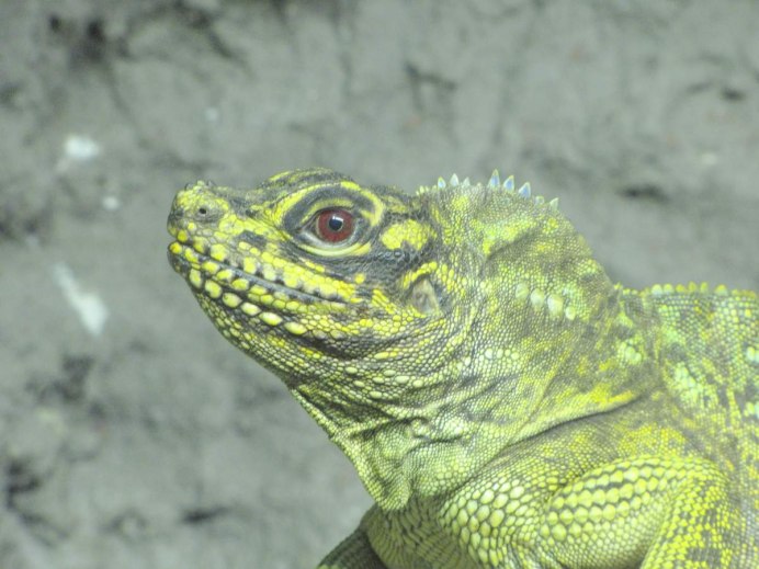 Агама Hydrosaurus