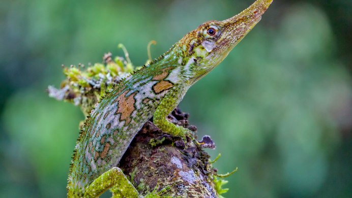 Бородатый дракон Lizard
