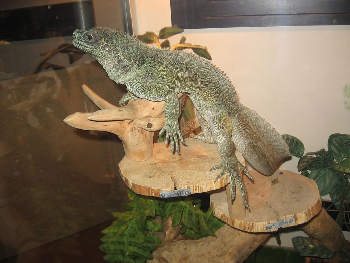 Sailfin Dragon ящерица