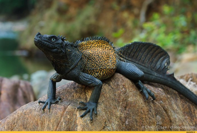 Парусная агама Hydrosaurus