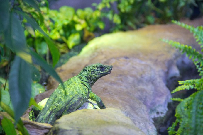 Парусная агама Hydrosaurus