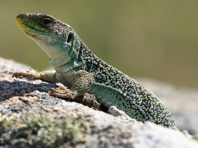 Physignathus cocincinus