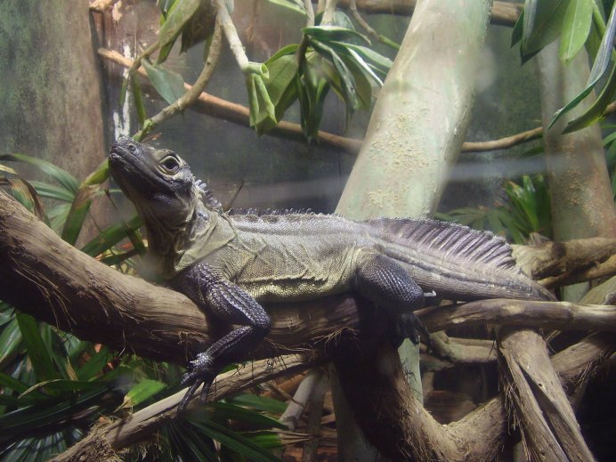 Парусная агама Hydrosaurus