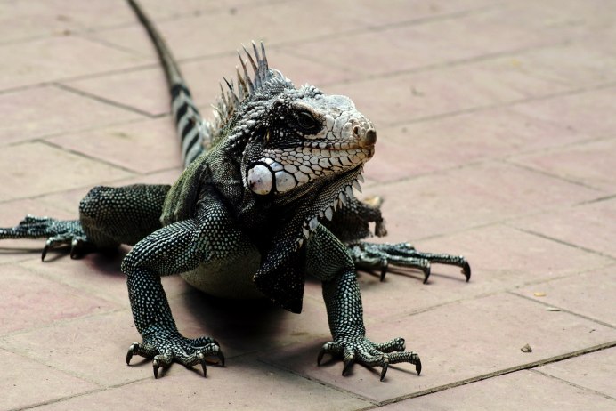 Парусная агама Hydrosaurus