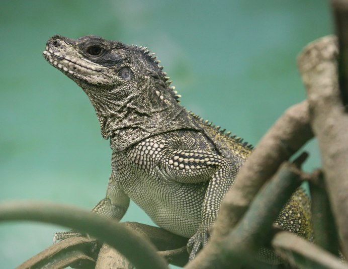 Агама Hydrosaurus
